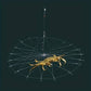 🦀Automatic Opening & Closing Fishing Net Cage