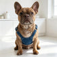 Puppy Denim Pants Set
