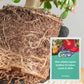 💥 Slow-Release Organic Fertilizer In Stick Form For Indoor Plants