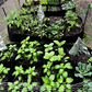 ⏳Limited-time 40% off⏰Divided Fabric Grow Bags for Plants🌱