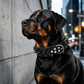 📢📢40% OFF !! ⏰Spiked Leather Dog Collar