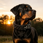 📢📢40% OFF !! ⏰Spiked Leather Dog Collar