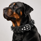 📢📢40% OFF !! ⏰Spiked Leather Dog Collar